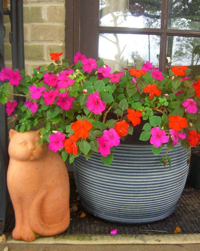 Impatiens