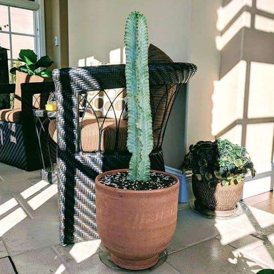 Candelabro africano: ¡el cactus es tu nuevo árbol de interior!
