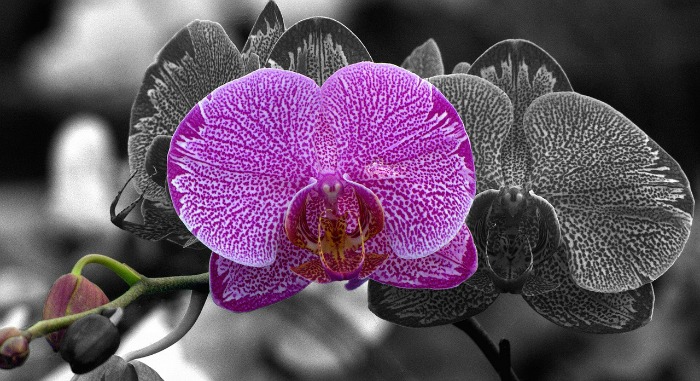 moth-orchid