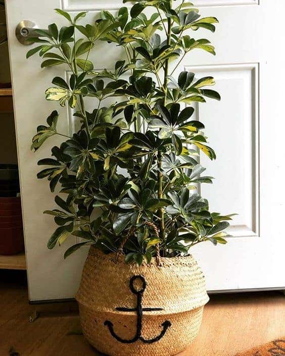 Schefflera variegata árbol de interior