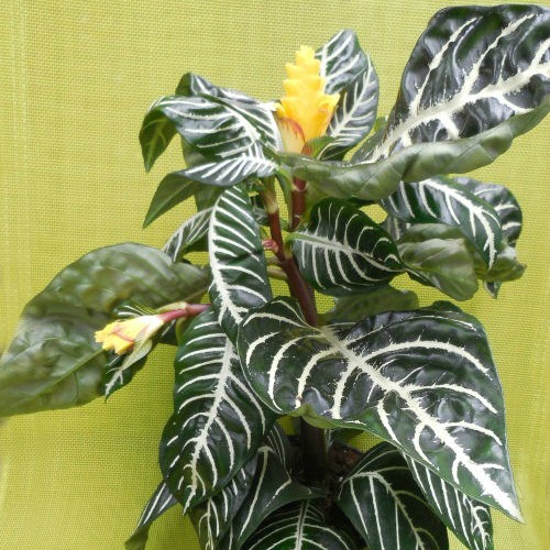Zebra Plant
