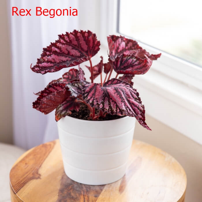 34-Colorful-Houseplant-To-Boost-Curb-Appeal-In-The-Home01