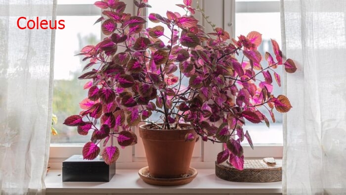 34-Colorful-Houseplant-To-Boost-Curb-Appeal-In-The-Home02
