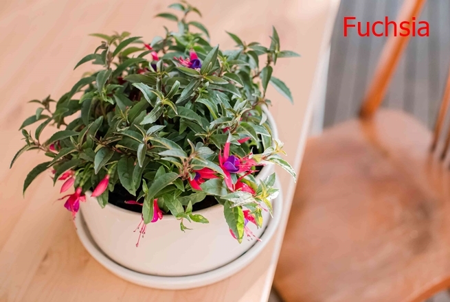 34-Colorful-Houseplant-To-Boost-Curb-Appeal-In-The-Home08