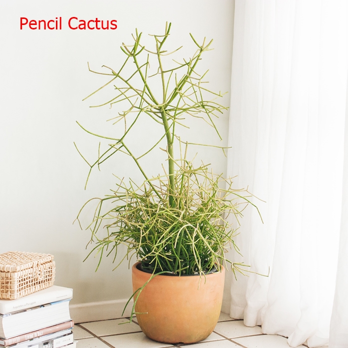 34-Colorful-Houseplant-To-Boost-Curb-Appeal-In-The-Home14