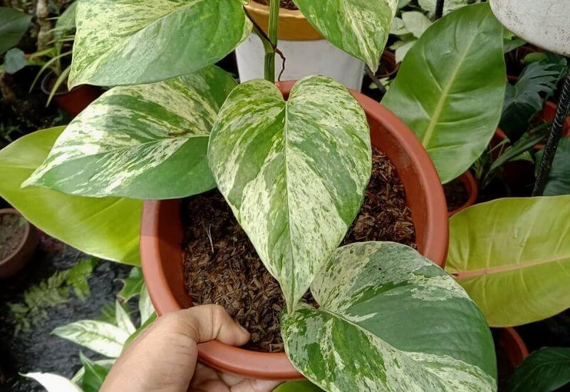 A Step By Step Guide to Marble Queen Pothos Care A Step By Step Guide to Marble Queen Pothos Care
