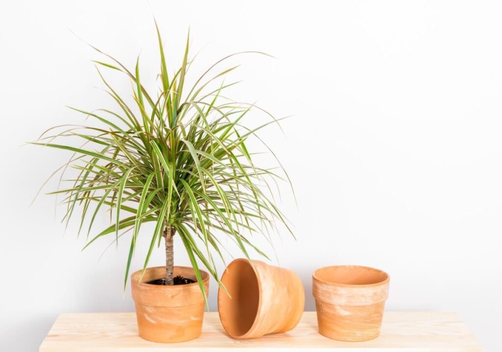 About Dracaena Marginata