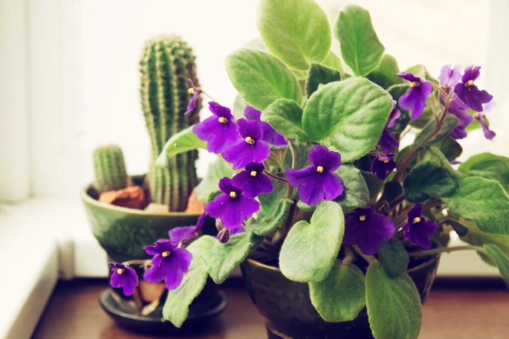 African Violets (Streptocarpus sect. Saintpaulia)