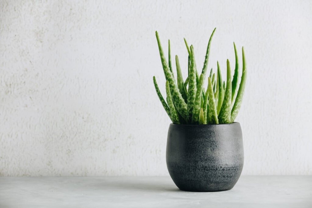 Aloe Vera (Aloe vera)