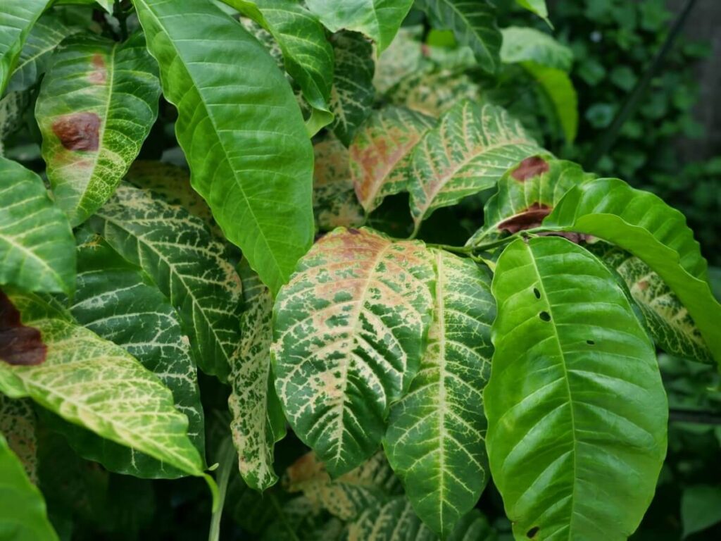 Anthracnose