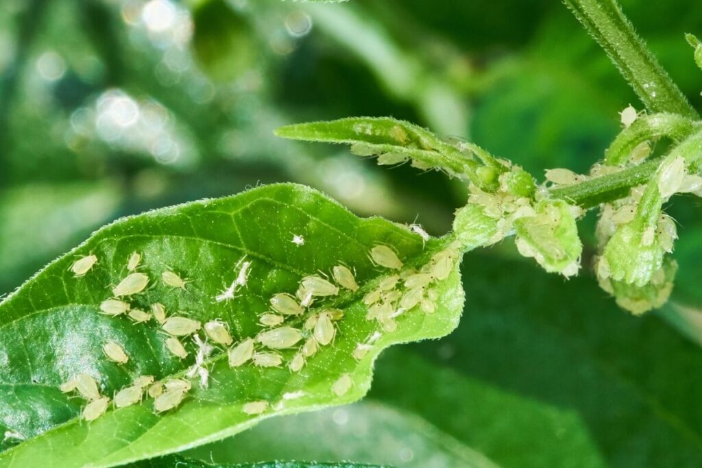 Aphids