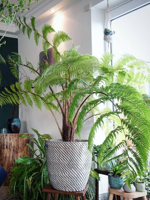 Australian tree fern