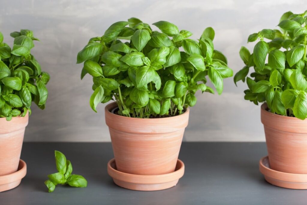 Basil (Ocimum basilicum)