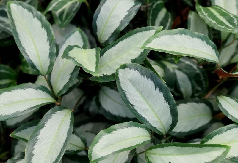Calathea argentea