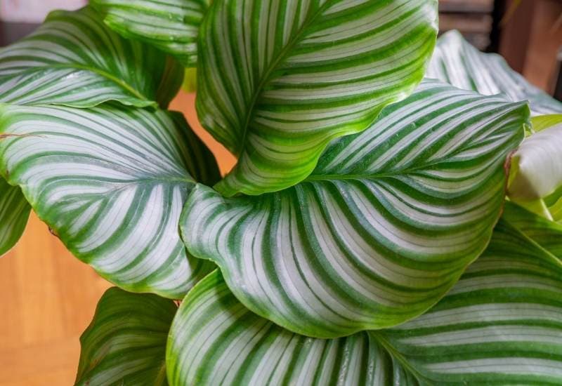 Calathea orbifolia