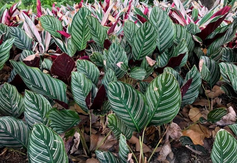 Calathea Ornata