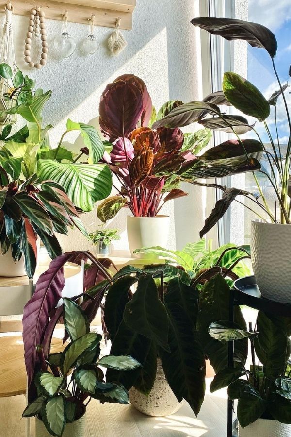 Calatheas Thrive In Medium, Indirect Sunlight