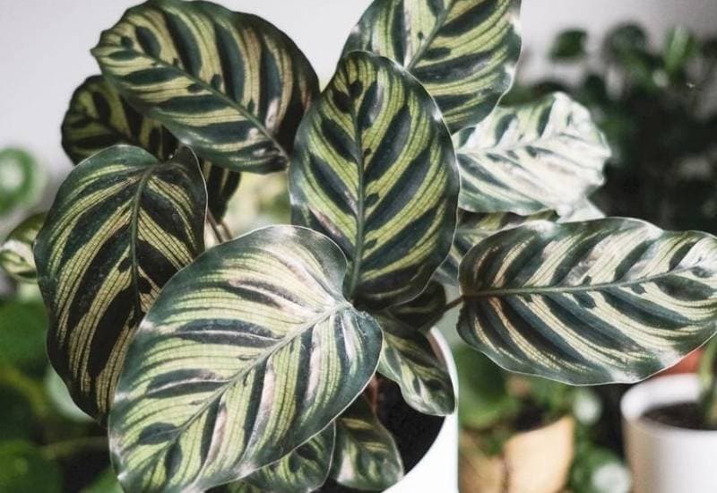 Caring for Calathea makoyana