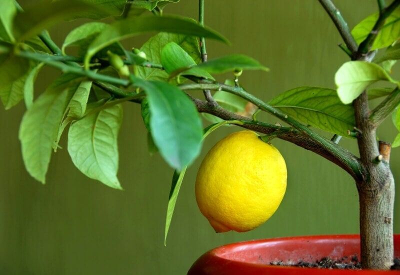 When gardeners branch into growing houseplants, many don’t consider growing lemon trees in pots indoors, but they are fragrant, beautiful houseplants that also provide you with delicious fruits.