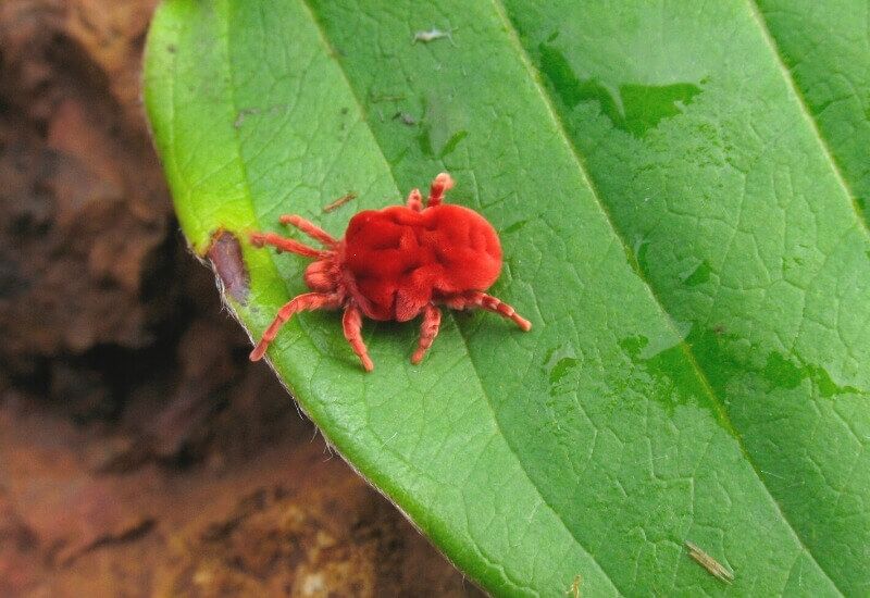 Citrus Bud Mites