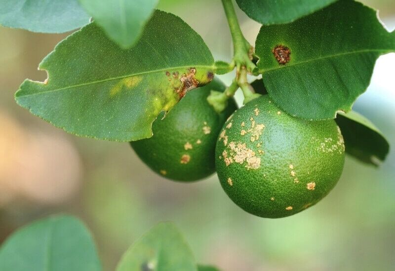 Citrus Canker