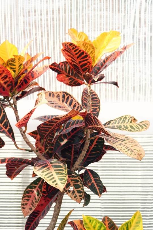 Codiaeum Variegatum on sunny window