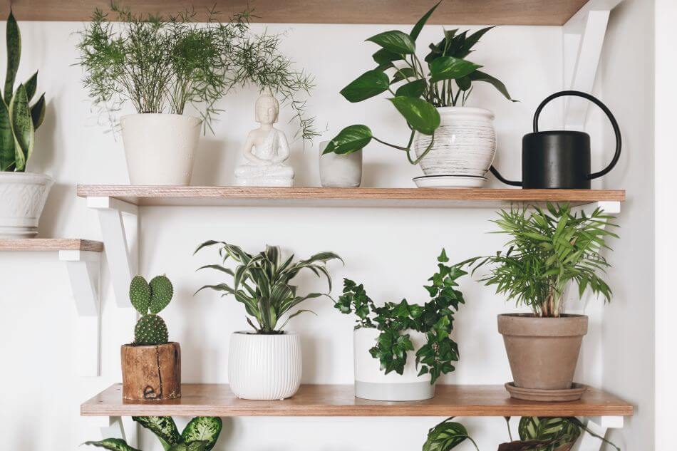 Consideraciones a la hora de elegir una planta para tu apartamento pequeño