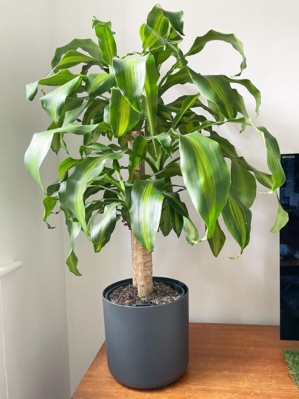 Dracaena fragrans