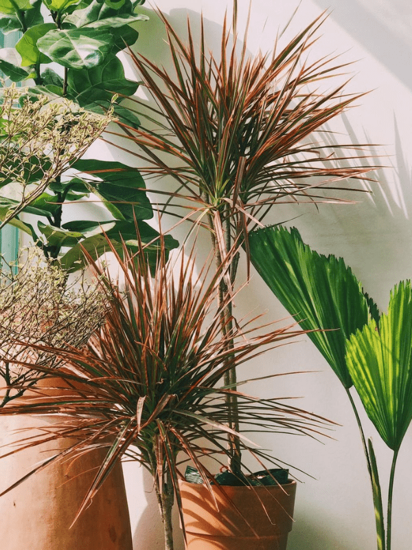 Dragon Tree (Dracaena marginata)
