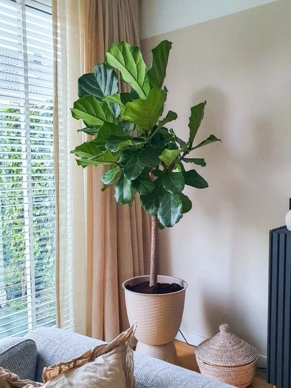 Ficus lyrata