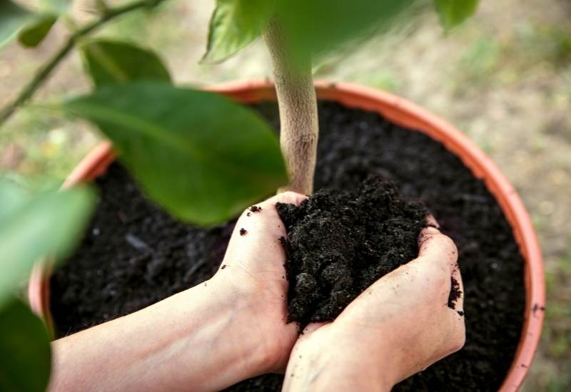 Fill Container With Well-Draining Potting Mix