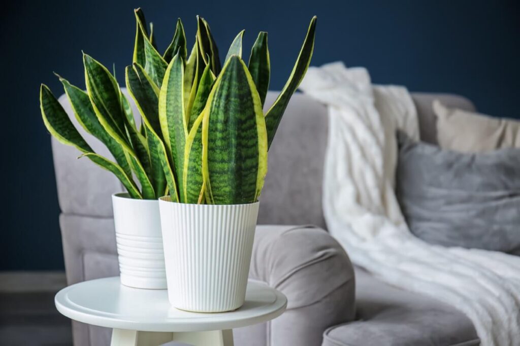 The basics of well-draining potting soil for snake plants