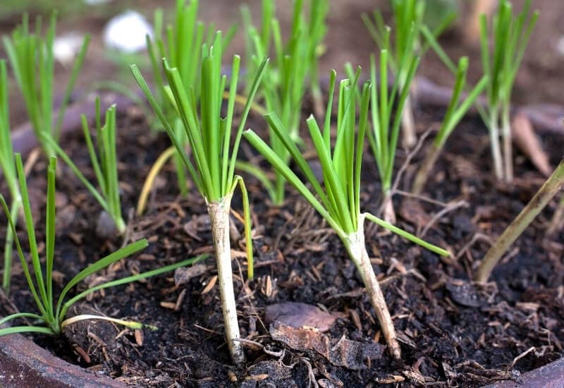 Garlic Garlic