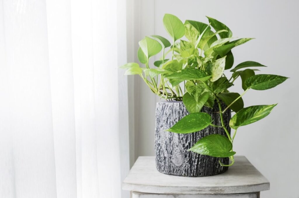 Golden Pothos (Epipremnum aureum)