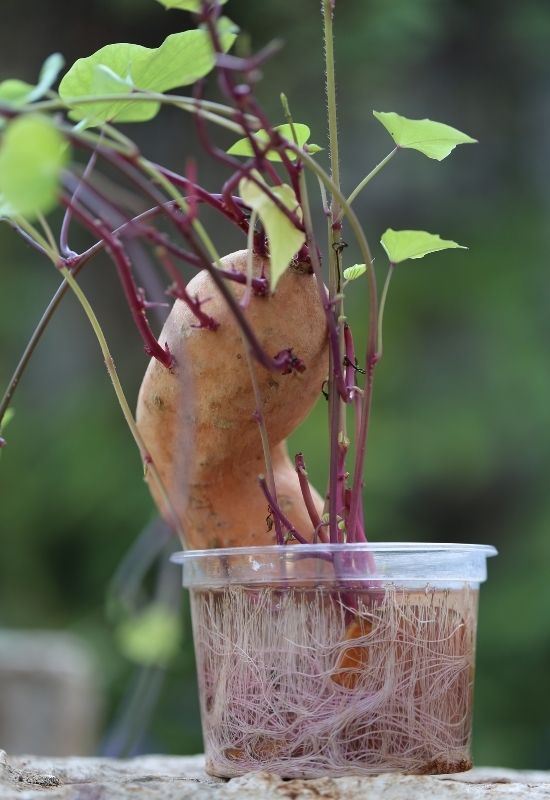 Sweet Potatoes Grow Sweet Potatoes In Water