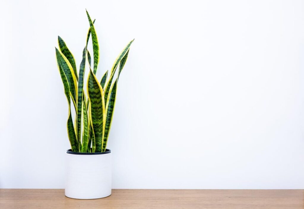 Growth expectations - How fast, long and wide will snake plants grow indoors?
