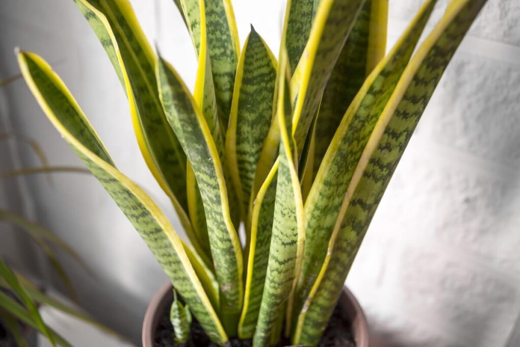 How the soil affects the health of plants