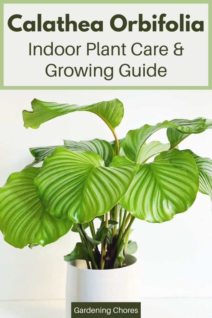 How To Care For The Calathea Orbifolia Indoors