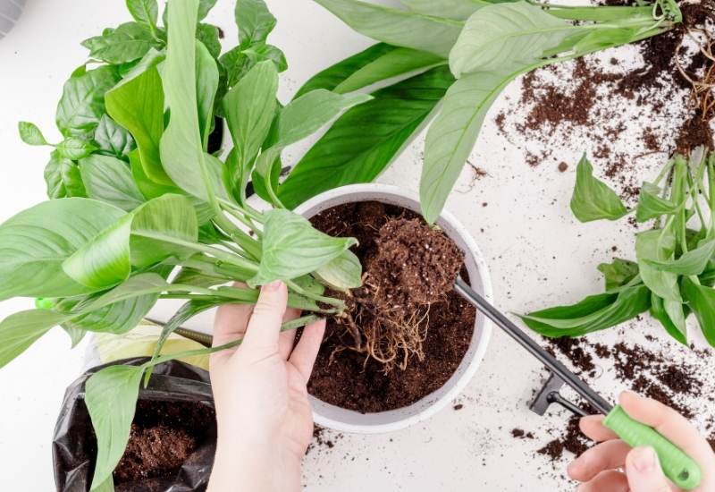 How To Save A Peace Lily From Overwatering