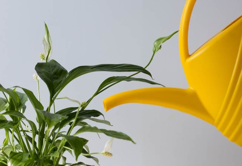 How To Water Your Peace Lily