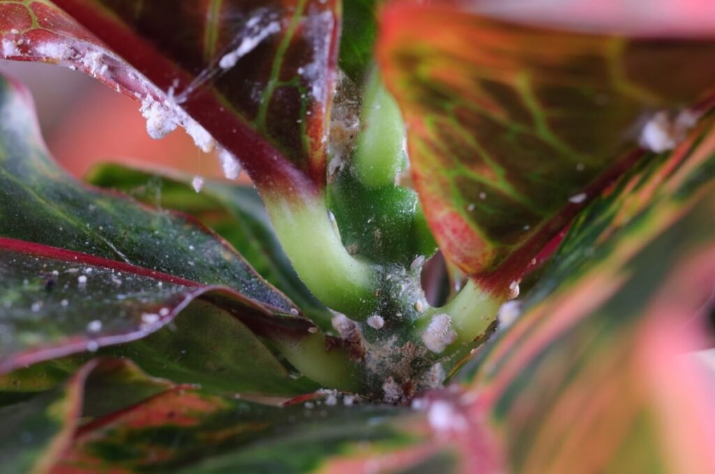 How to use pesticides and insecticides for croton plants