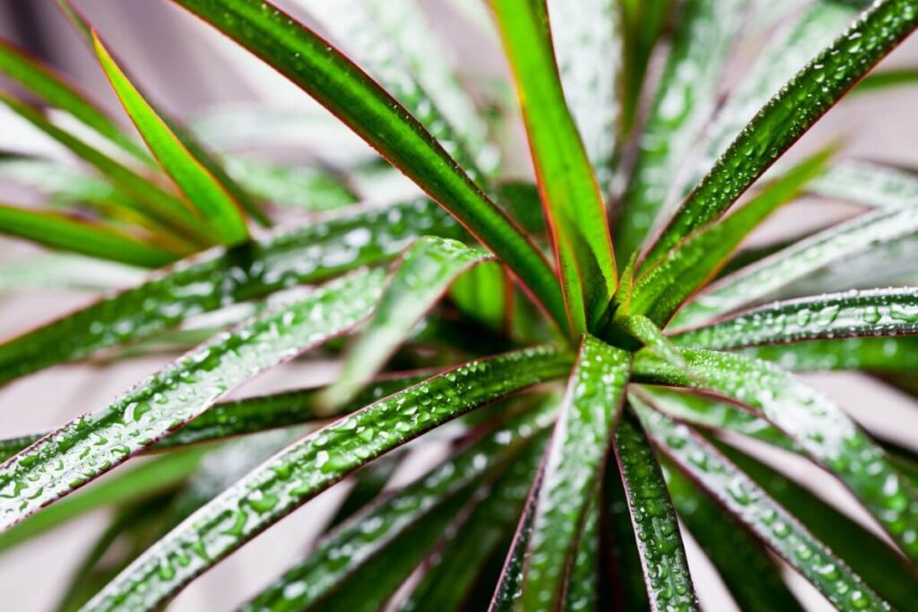 How to water Dracaena Marginata plants