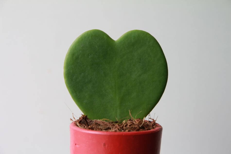 Corazón Cactus Hoya (Kerry Hoya)