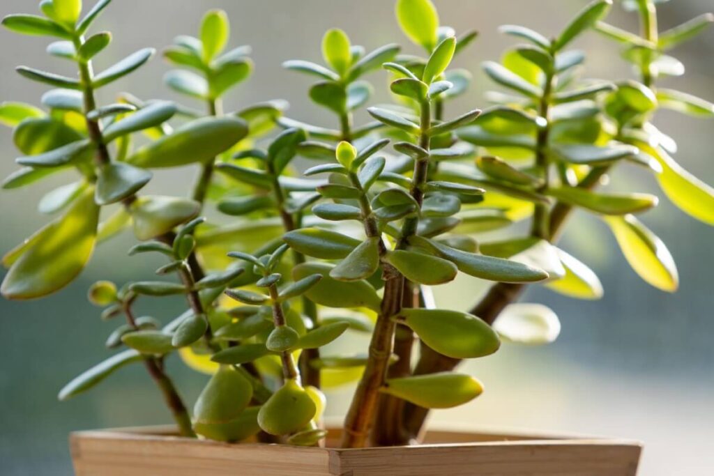 Jade Plant (Crassula ovata)