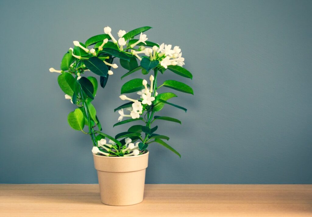 Jasmine Plants (Jasmine)