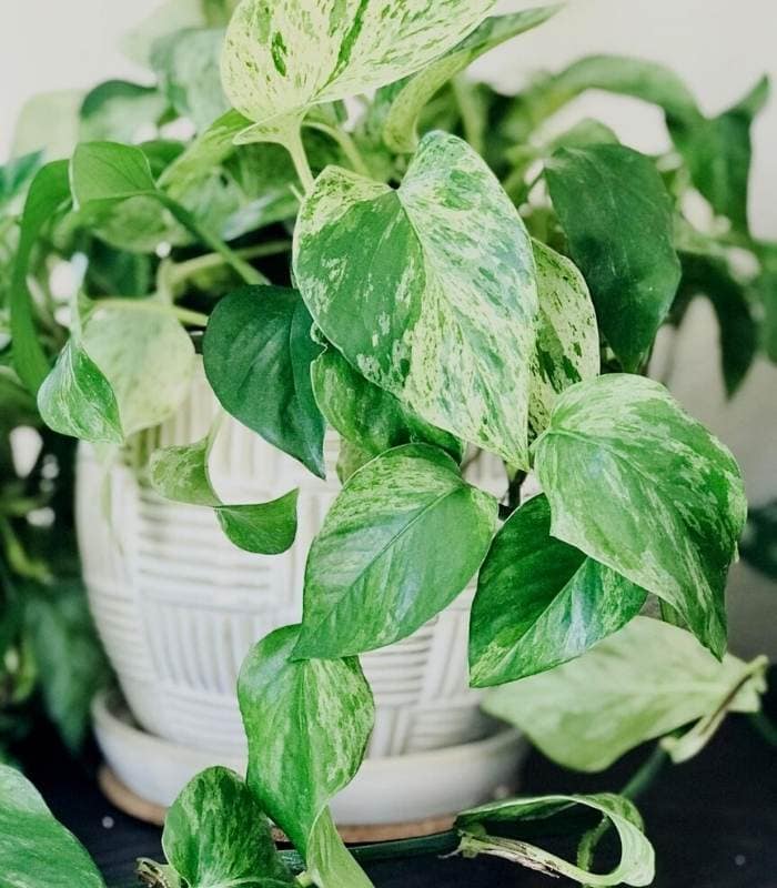 Marble Queen Pothos Overview