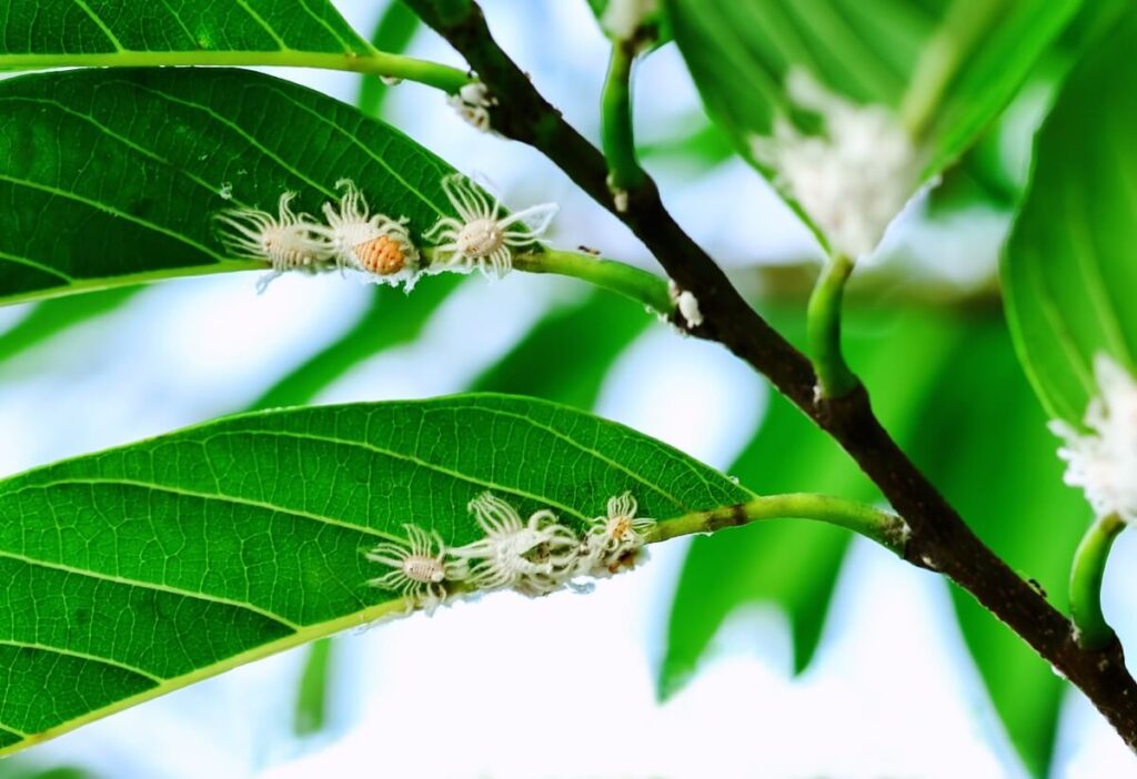 Mealybugs