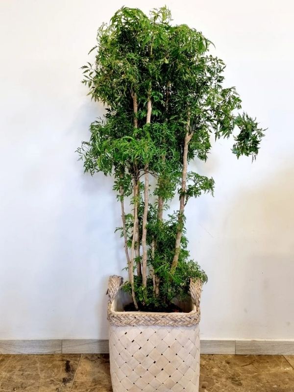 Ming Aralia