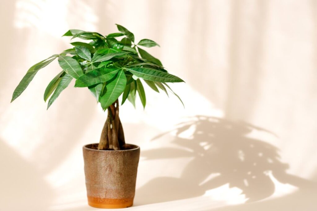 Money Tree Plant (Pachira aquatica)