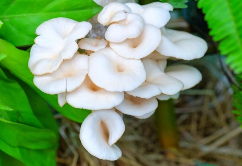 Mushrooms (2) Mushrooms